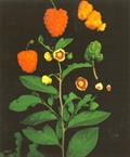 Annona cornifolia
